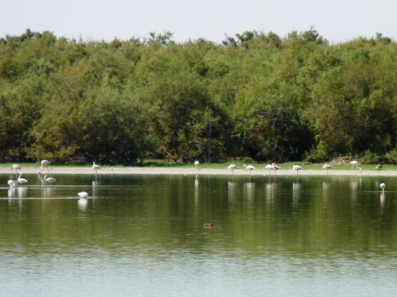 Lantejuela-Laguna del Gobierno-Aves orilla