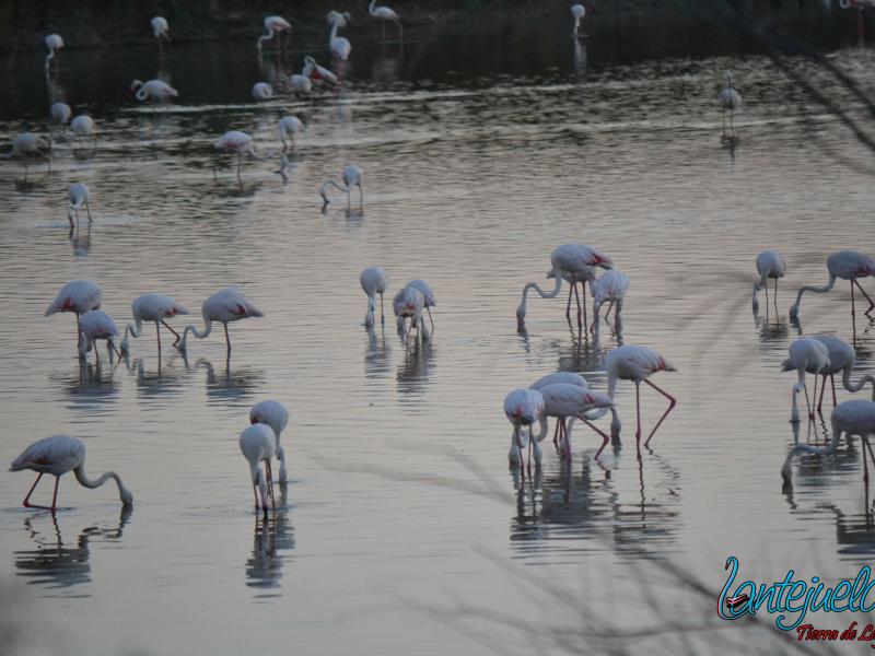 Lantejuela-Laguna con Aves