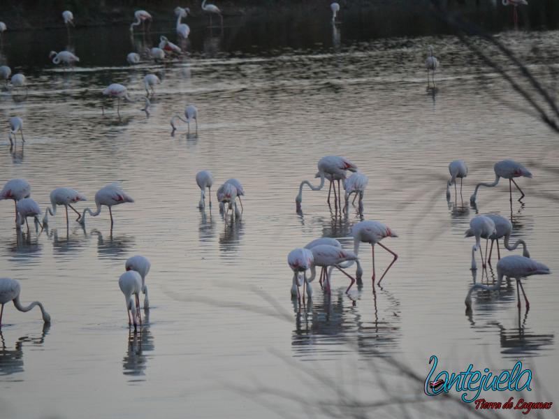 Lantejuela-Laguna del Gobierno-Aves