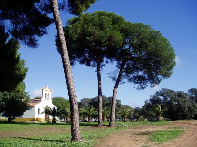 Almensilla- Vista dela Ermita de San Diego de Alcalá entre pinos