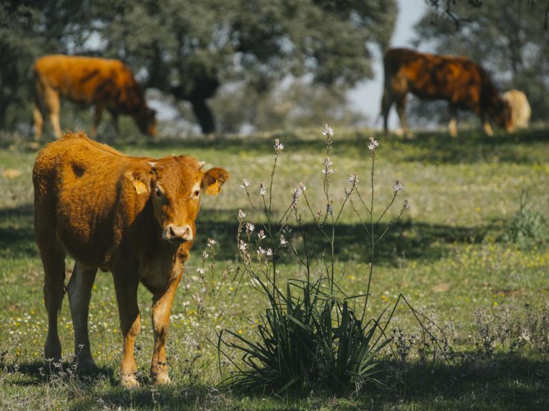 Castilblanco de los Arroyos. Ternero y vacas en la dehesa