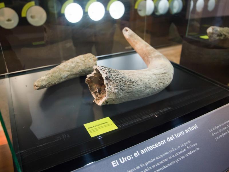 La Rinconada. Museo Legado Arqueológico y Paleontológico Francisco Sousa
