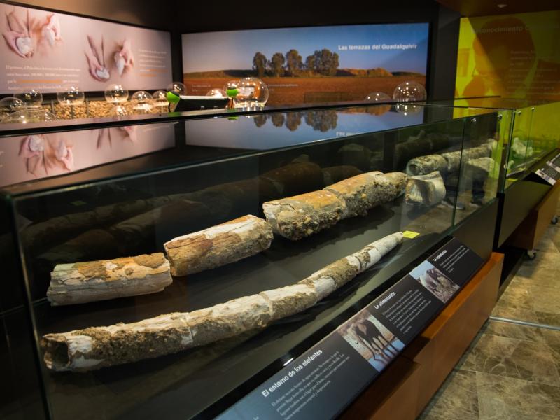 Museo Arqueológico y Paleontológico Fco Sousa