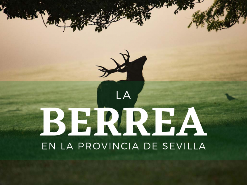 Berrea