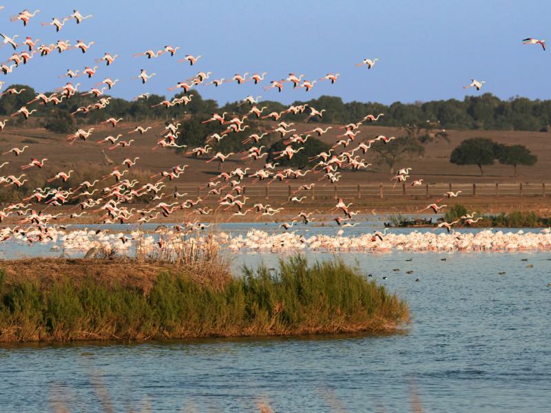 La Puebla del Río-Aves en La Dehesa de Abajo