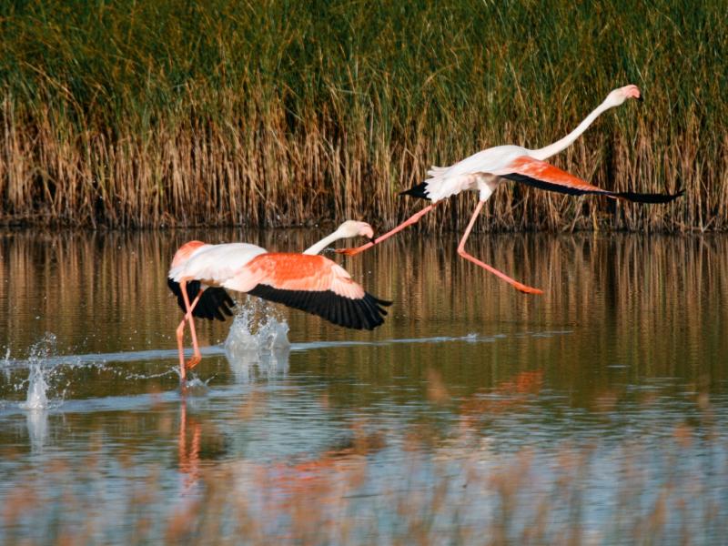 La Puebla del Río-Aves en La Dehesa de Abajo