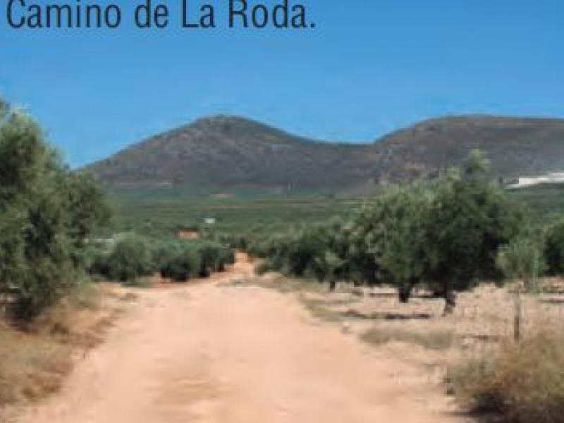 Ruta Nordic Walking: Los Llanos de la Roda